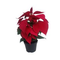 Kit 3 Mudas Flor Do Natal Bico-de-papagaio Poinsétia Natural - Orquiflora