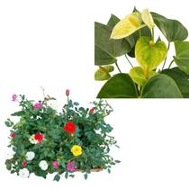 Kit 3 Mudas Mini Rosas Planta De Sol + Mini Antúrio Vanilla