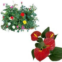 Kit 3 Mudas Mini Rosas Planta De Sol + Mini Antúrio Vermelho