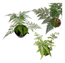 Kit 3 Mudas Samambaias Prata Renda Portuguesa e Francesa P10