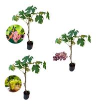 Kit 3 Mudas - Uva Rosada + Itália + Rubi