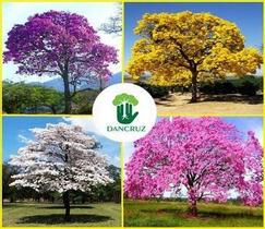 Kit 3 Mudas Ypê Amarelo Branco Roxo