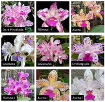 KIT 3 Orquídeas Amethystoglossas - Jardim com Flores