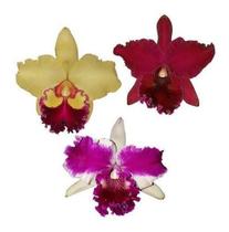 Kit 3 Orquídeas Cattleyas Meristema Identificada Muda Planta