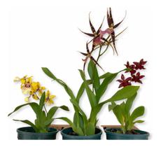 Kit 3 Orquídeas Lindas Exóticas Espetacular Adulta Com Vaso - DoceL@r