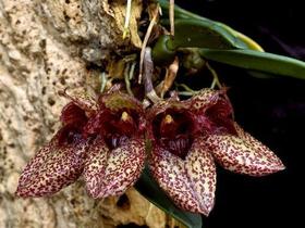 Kit 3 Orquídeas Plantas Adultas Kit 3 Orquídeas Plantas Adultas