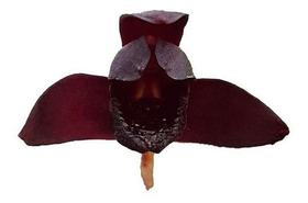 Kit 3 Orquídeas Raras Flores 1 Negra 1 Coquinho 1 Dracula Adultas Decoração Natural Vegetação Kit 3 Orquídeas Raras Flores 1 Negra 1 Coquinho 1 Dracula Adultas Decoração Natural Vegetação