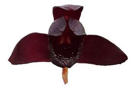 Kit 3 Orquídeas Raras Flores 1 Negra 1 Coquinho 1 Dracula Adultas Decoração Natural Vegetação