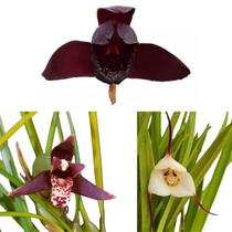 Kit 3 Orquídeas Raras Negra Coquinho Dracula Adultas Lindas Flores Exóticas Natural Jardins Ambientes