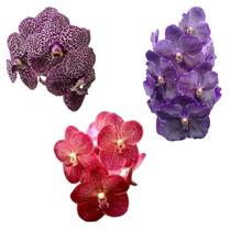 Kit - 3 Orquídeas Vandas Adultas