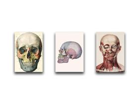 Kit 3 Placas Decorativas Caveiras Anatomia Corpo Humano Kit 3 Placas Decorativas Caveiras Anatomia Corpo Humano