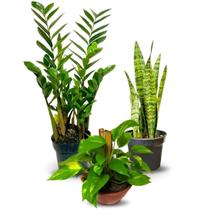 Kit 3 Plantas Para Vasos Polietileno Para Decoração