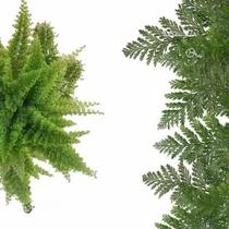 Kit 3 Plantas Samambaia Prata - Francesa - Havaiana Planta Natural Para Decoração De Casa Interiores Ambientes Jardinagem Kit 3 Plantas Samambaia Prata - Francesa - Havaiana Planta Natural Para Decoração De Casa Interiores Ambientes Jardinagem