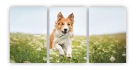 Kit 3 quadros decorativos cachorro no campo de flor pet dog