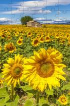 Kit 3 Quebra-Cabeças Girassóis de 60 peças Kit 3 Quebra-Cabeças Girassóis de 60 peças