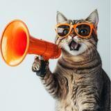 Kit 3 Rolos Protetor Rolos Anti Arranhão para Gatos Transparente Flexível para Sofás Móveis