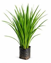 Kit 30 Mudas Moreia Branca Para Jardim Planta Ornamental Resistente