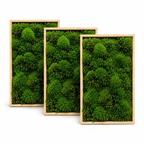 Kit 3cx Musgo Fofão Vivo Natural Para Kokedama Bonsai Terrário Kit 3cx Musgo Fofão Vivo Natural Para Kokedama Bonsai Terrário