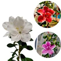 kit 4 Azaleia de Jardim Planta Flores Sortidas Fácil Cultivo