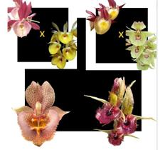 Kit 4 Catasetum Selecionado - Apenas R 94,00