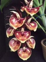 Kit 4 Catasetum Selecionado - Apenas R 94,00 - orquidario DF