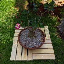 Kit 4 Decks Decoração, Apoio, Charme 30x30 Kit 4 Decks Decoração, Apoio, Charme 30x30