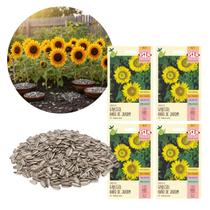 Kit 4 Envelopes Semente Girassol Jardim Anão 0,8g Helianthus