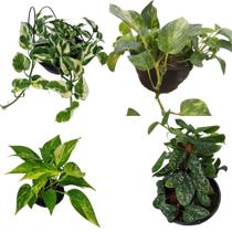 Kit 4 Jiboias Plantas Naturais Epripemnum Aureum - Prateada - Verde - Variegata V10 - orquiflora
