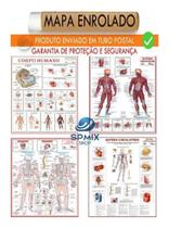 Kit 4 Mapa Corpo Humano Muscular Circulatório Esqueletico - SPM