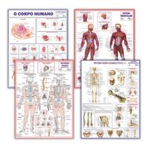 Kit 4 Mapas Do Corpo Humano: Esquelético 1 + Esquelético 2 + Muscular + Corpo Humano - Enrolados