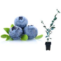 Kit 4 Muda de Mirtilo - BlueBerry preste a produzir(estaca)