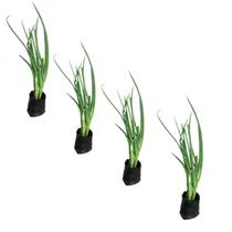 Kit 4 Mudas De Cebolinha Verde Fácil Cultivo Em Vaso Com Manual - Lelo Presentes