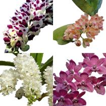Kit - 4 Mudas De Orquídeas Rhynchostylis