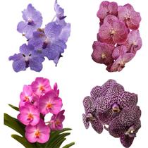 Kit - 4 Mudas De Orquídeas Vanda