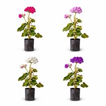 kit 4 Mudas Gerânio Pendente Colorido de Sol Jardim e Vasos kit 4 Mudas Gerânio Pendente Colorido de Sol Jardim e Vasos