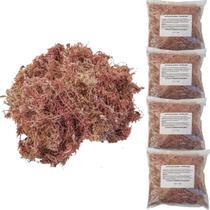 Kit 4 Musgos Sphagnum 5 Litros Substrato P/ Plantas Orquídea