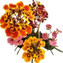 Kit 4 Oncidium Equitante Tolumnia Adulta Planta Inteira Kit 4 Oncidium Equitante Tolumnia Adulta Planta Inteira