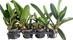 Kit 4 Orquídeas Cattleyas Adultas Entouceiradas Flores Plantas Exóticas Raras
