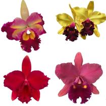 Kit 4 Orquídeas Consagradas - ORQUIVITRO