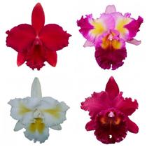 Kit 4 Orquídeas Consagradas