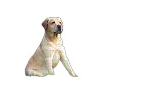 Kit 4 Quebra-Cabeça Cognitivo Cachorros 40 Peças