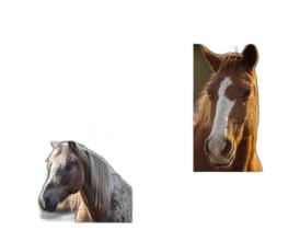 Kit 4 Quebra-Cabeças Cognitivos Mente Belos Cavalos 90 Pc