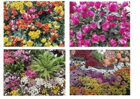 Kit 4 Quebra-cabeças Cognitivos Primavera Viva 60 peças Kit 4 Quebra-cabeças Cognitivos Primavera Viva 60 peças