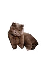 Kit 4 Quebra-Cabeças Gatos Fotos Inteligentes Diversão Kit 4 Quebra-Cabeças Gatos Fotos Inteligentes Diversão