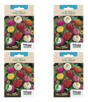 Kit 4 Sementes De Zinia Liliput Sortida Para Vasos E Jardins