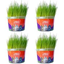 Kit 4un Graminha para Gatos - Mister Grama Kit 4un Graminha para Gatos - Mister Grama