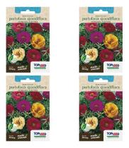 Kit 4x Sementes De Onze Horas Sortida Dobrada Portulaca 80mg