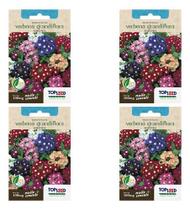 Kit 4x Sementes De Verbena Grandiflora Sortida Vasos Jardins Kit 4x Sementes De Verbena Grandiflora Sortida Vasos Jardins