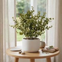 Kit 5 Buquês de Eucalipto Permanente Decoração Natural sem Manutenção Kit 5 Buquês de Eucalipto Permanente Decoração Natural sem Manutenção