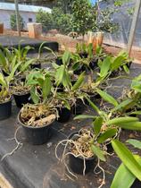 Kit 5 Cattleyas Pré Adultas sem Identificação